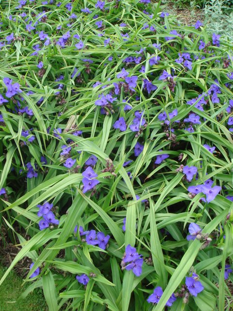 Tradescantia x andersoniana 'Isis'